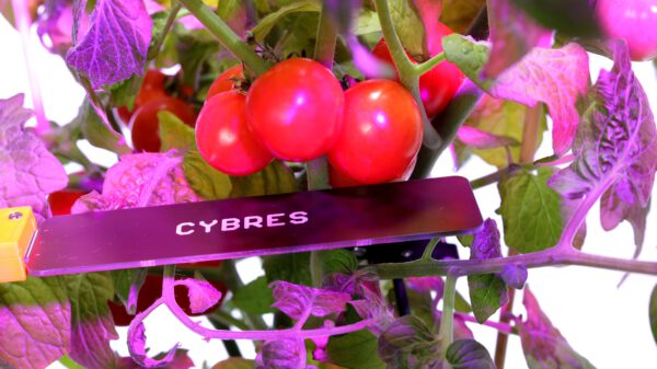 CYBRES Phytosensor "AI biolab": AI phenotyping, biosensors, stress detection, monitoring plant physiology - Image 3
